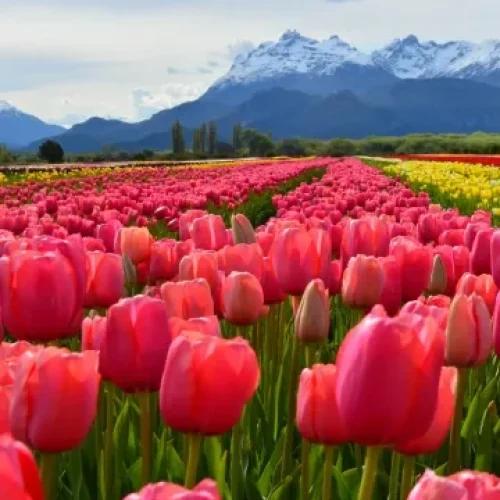 tulipanes-trevelin-e1750791028139